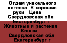 Отдам уникального котёнка .В хорошие руки › Цена ­ 1 - Свердловская обл., Екатеринбург г. Животные и растения » Кошки   . Свердловская обл.,Екатеринбург г.